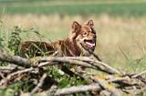 CHIEN FINNOIS DE LAPONIE 507